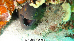 Morey Eel , a grumpy one by Helen Hansen 